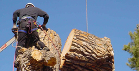 Tree Removal services Kingston, ON