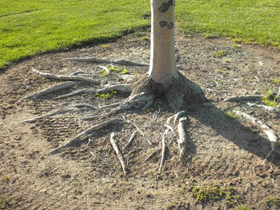 Kingston Tree Care Surface Roots