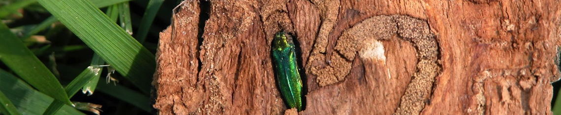 Tree disease and pests
