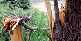 Tree Care services Kingston, ON